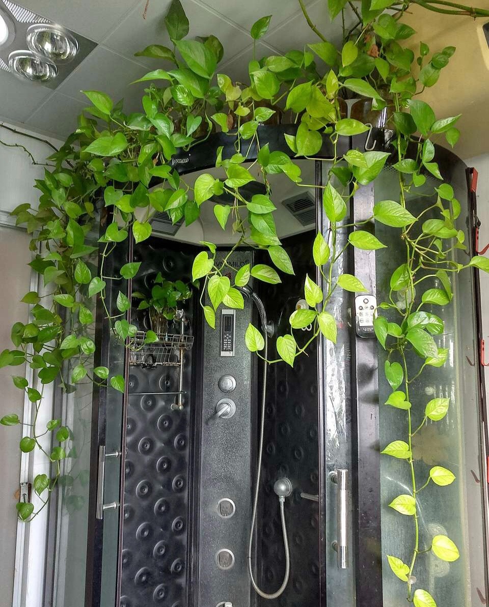 6 cây cảnh đánh bay mùi hôi, trồng trong phòng tắm tươi đẹp, tốt cho sức khỏe-4