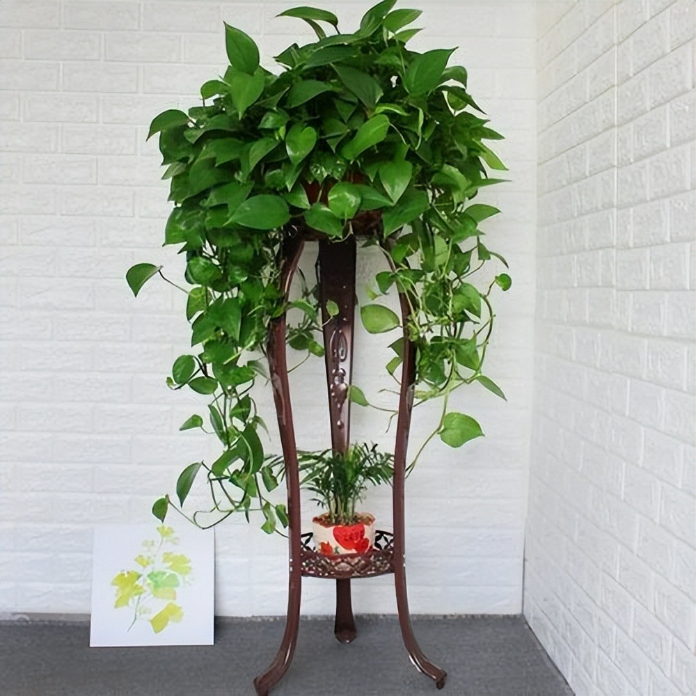 6 cây cảnh đánh bay mùi hôi, trồng trong phòng tắm tươi đẹp, tốt cho sức khỏe-5