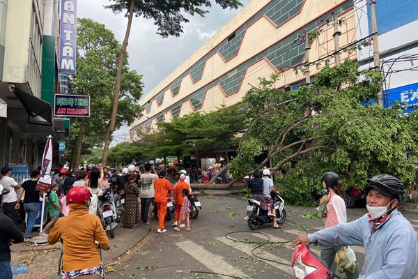 Diễn biến mới việc cấp cứu người phụ nữ bị cây to đổ gây chấn thương nặng-1