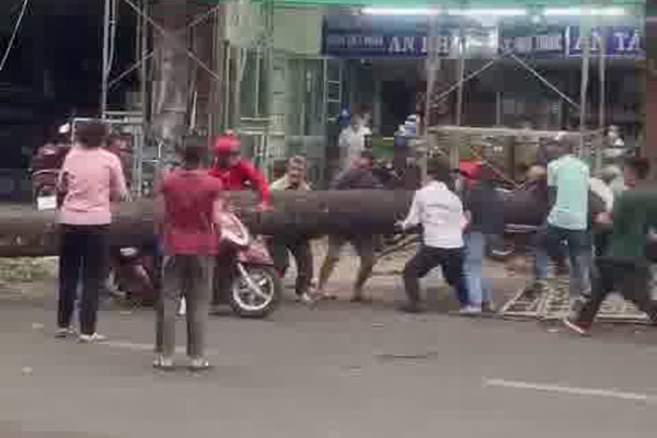 Diễn biến mới việc cấp cứu người phụ nữ bị cây to đổ gây chấn thương nặng-2