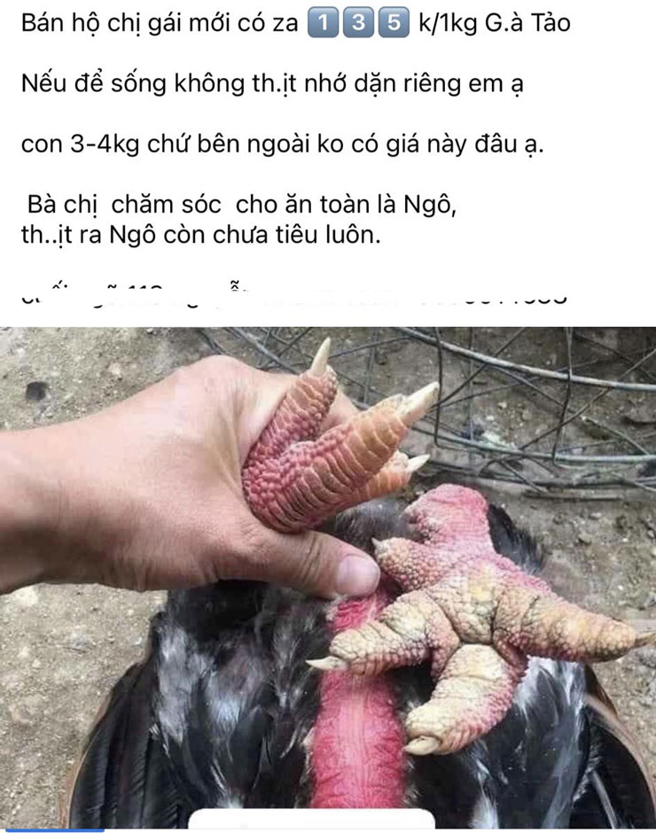 Gà Đông Tảo được rao bán giá rẻ bất ngờ, người nuôi tiết lộ lý do-1