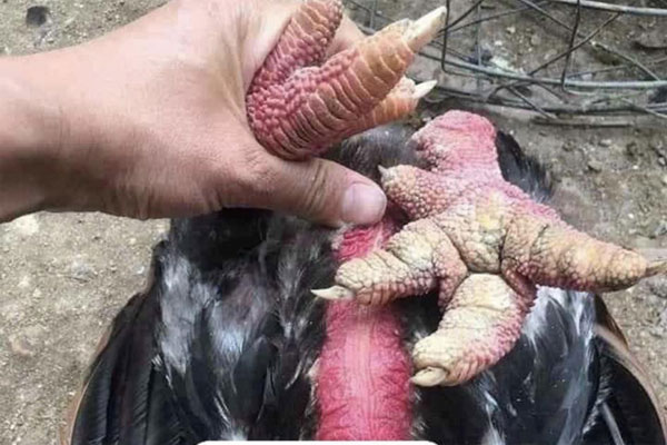 Giò gà Đông Tảo đắt khách, 10 ngày bán được 15 tấn giò-5