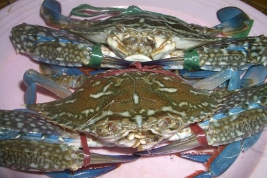 Người dân vùng biển 'mách' cách chọn ghẹ nhiều gạch