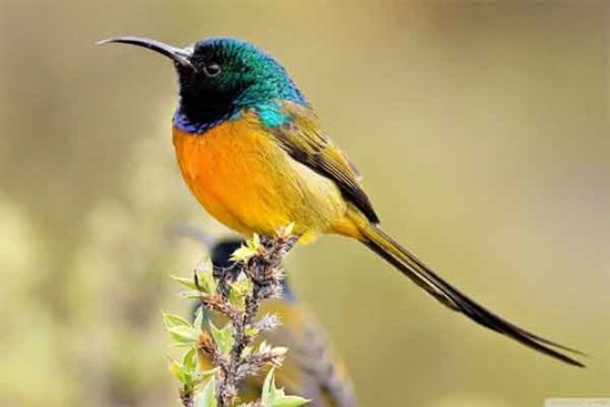 Đầu tháng 3 Âm lịch, 3 con giáp sự nghiệp khởi sắc, cải thiện địa vị, tài lộc ùn ùn kéo đến