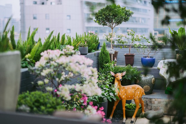 Người phụ nữ 45 tuổi biến mái nhà thành khu vườn ấn tượng-4