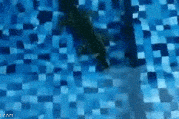 Clip: Du khách kinh ngạc phát hiện cá sấu khổng lồ bơi gần bờ biển-1