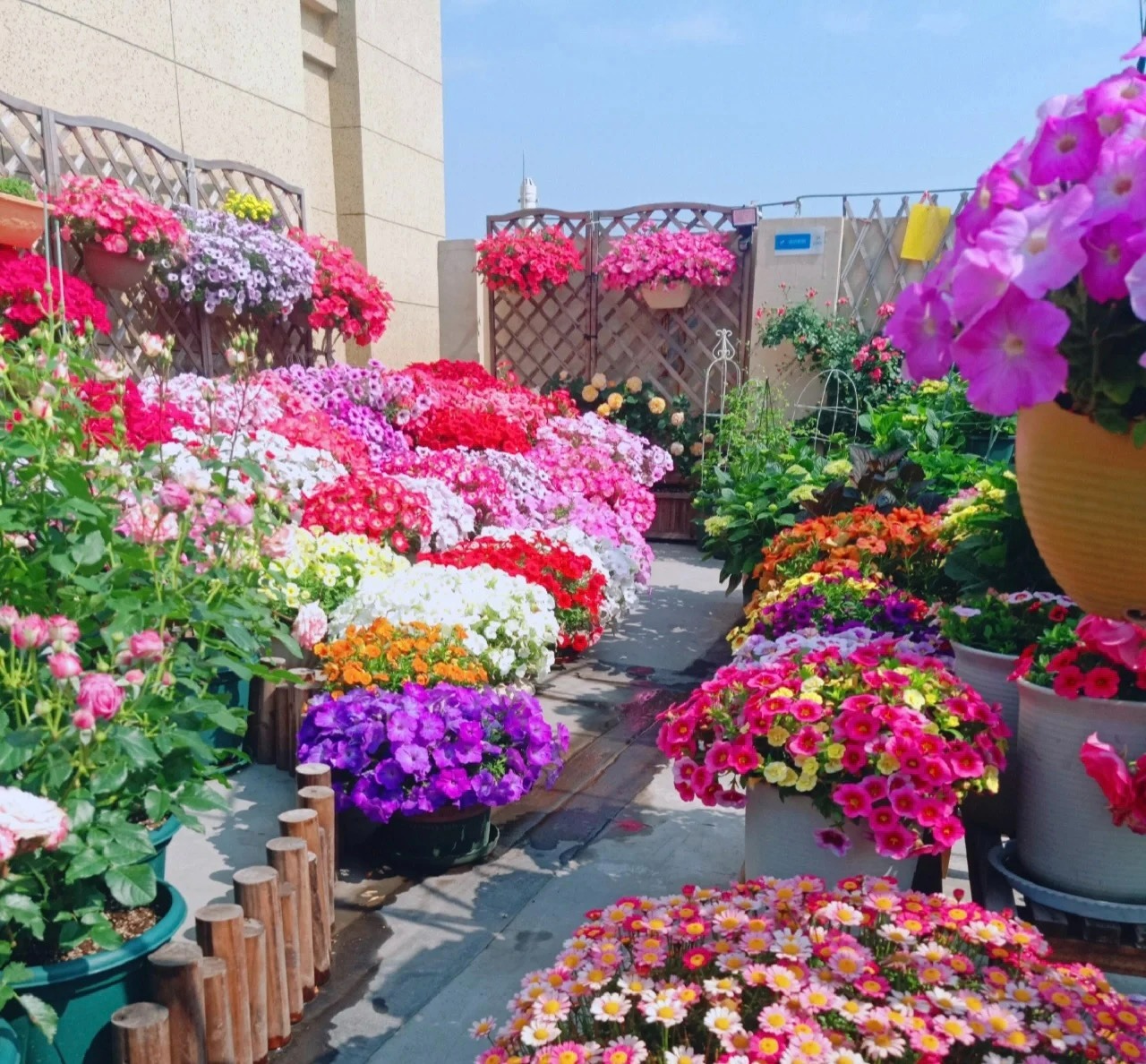 10 cây cảnh quyền năng, nhang đuổi muỗi nổi tiếng, mùa hè trồng vài chậu, muỗi cao chạy xa bay-1