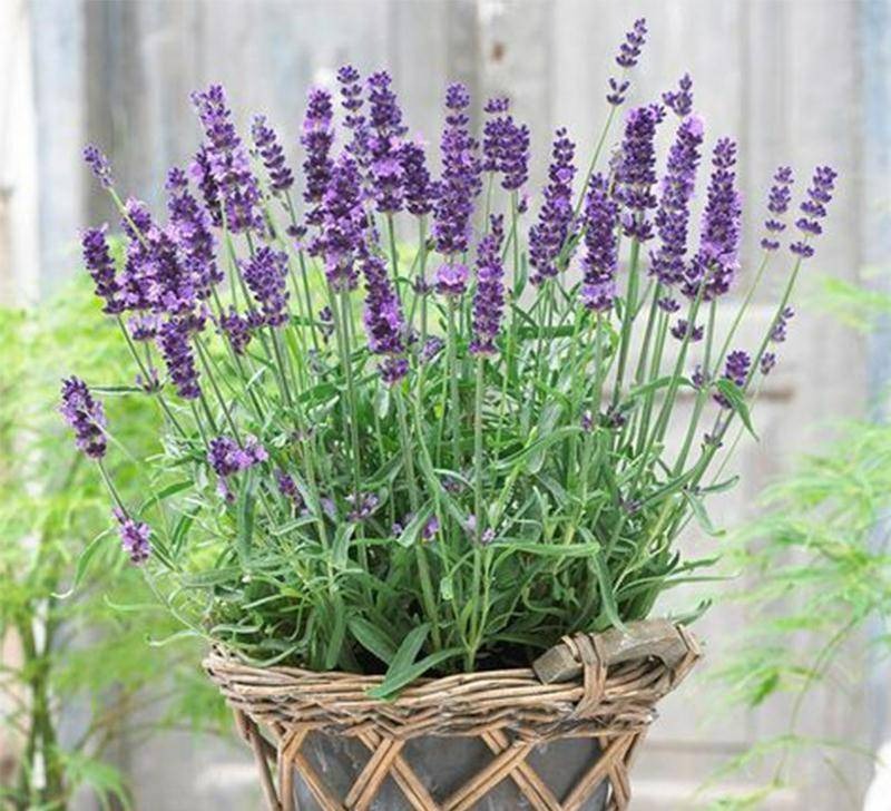 10 cây cảnh quyền năng, nhang đuổi muỗi nổi tiếng, mùa hè trồng vài chậu, muỗi cao chạy xa bay-2