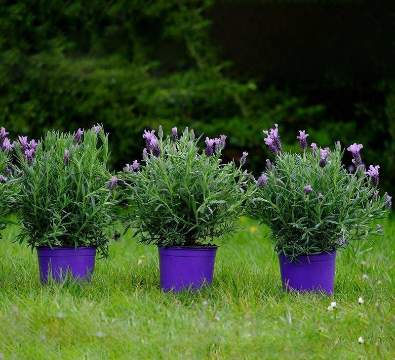 10 cây cảnh quyền năng, nhang đuổi muỗi nổi tiếng, mùa hè trồng vài chậu, muỗi cao chạy xa bay-3