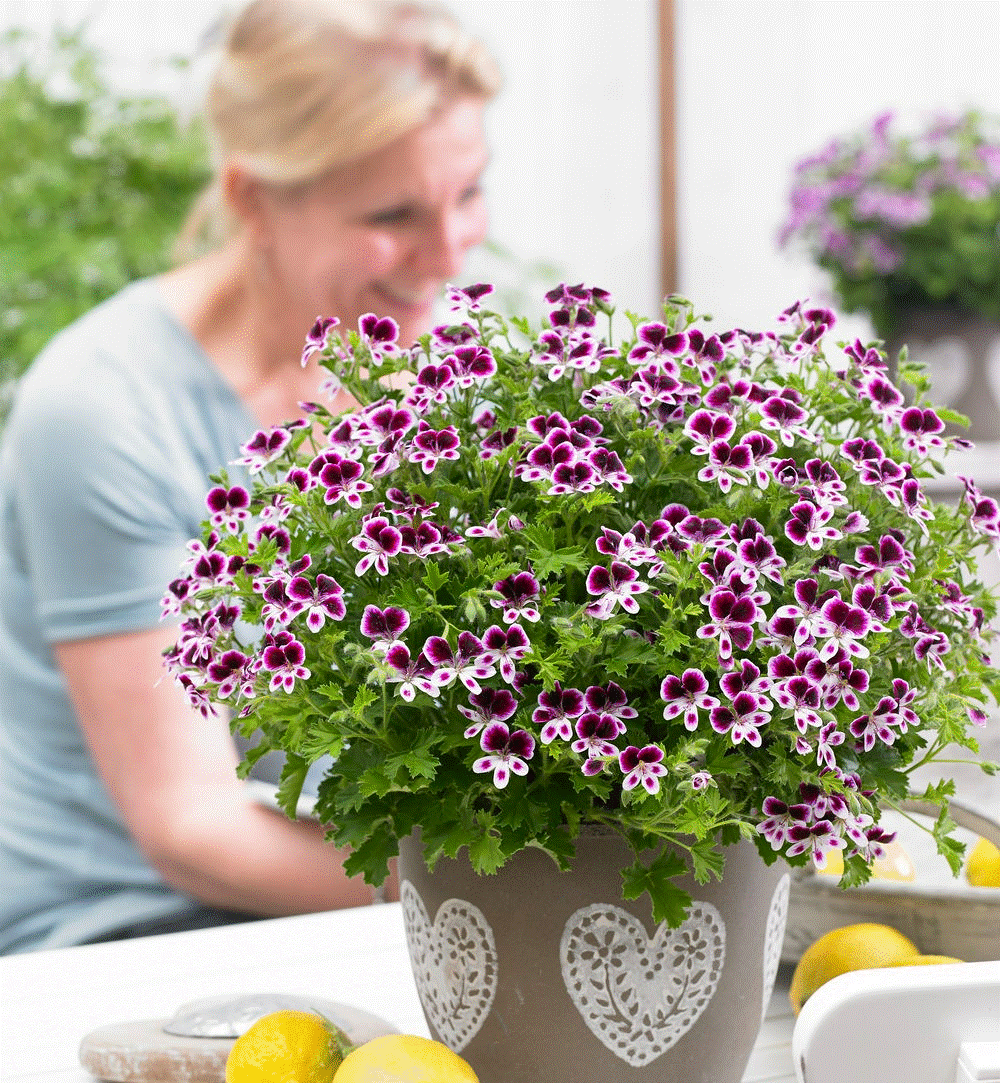 10 cây cảnh quyền năng, nhang đuổi muỗi nổi tiếng, mùa hè trồng vài chậu, muỗi cao chạy xa bay-5