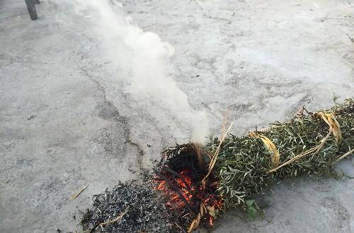 10 cây cảnh quyền năng, nhang đuổi muỗi nổi tiếng, mùa hè trồng vài chậu, muỗi cao chạy xa bay-10