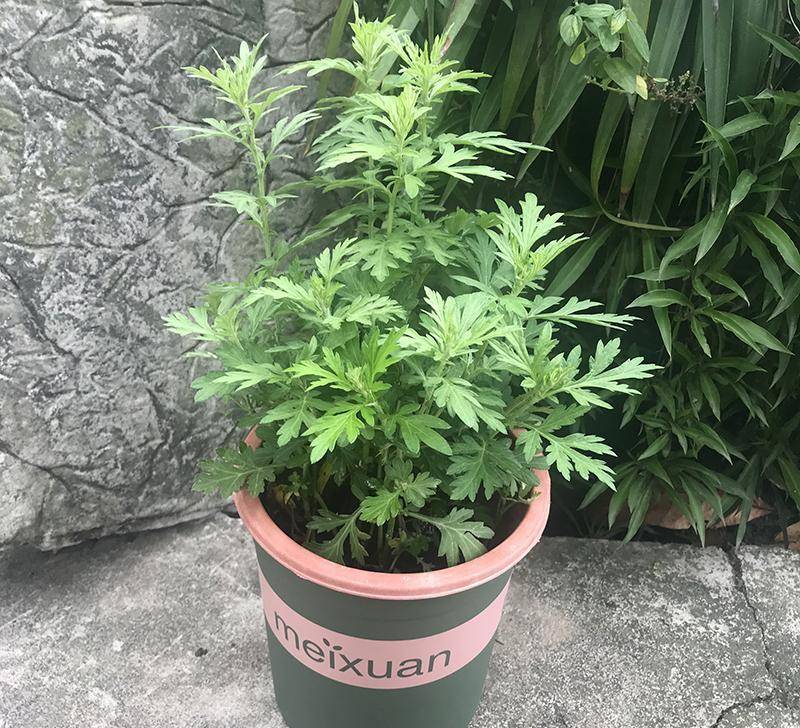 10 cây cảnh quyền năng, nhang đuổi muỗi nổi tiếng, mùa hè trồng vài chậu, muỗi cao chạy xa bay-9