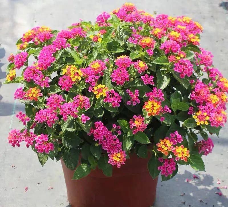 10 cây cảnh quyền năng, nhang đuổi muỗi nổi tiếng, mùa hè trồng vài chậu, muỗi cao chạy xa bay-11