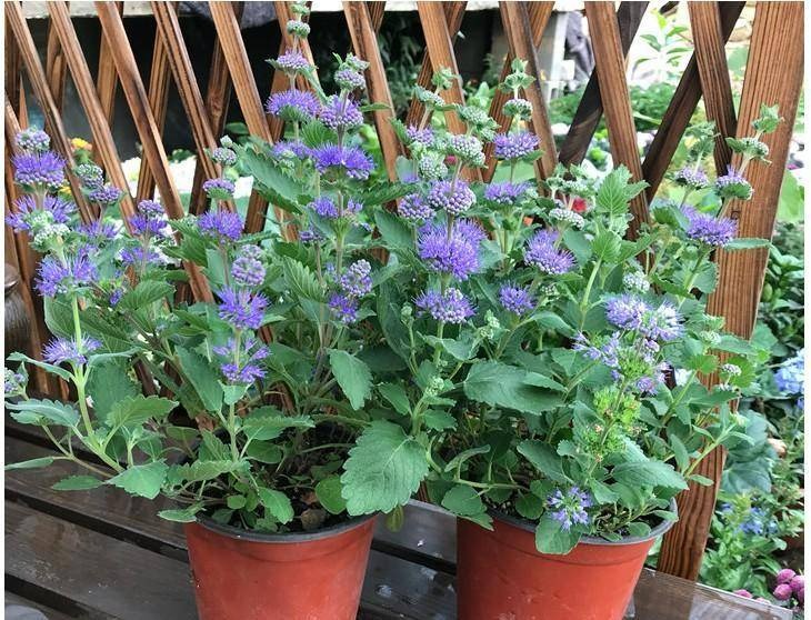 10 cây cảnh quyền năng, nhang đuổi muỗi nổi tiếng, mùa hè trồng vài chậu, muỗi cao chạy xa bay-12