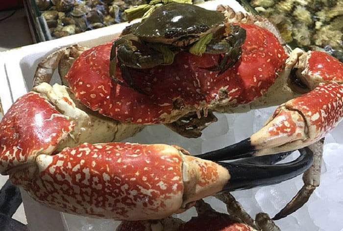 Loại cua khổng lồ muốn mua phải đặt trước, giá bán một con bằng cả chiếc xe máy-1