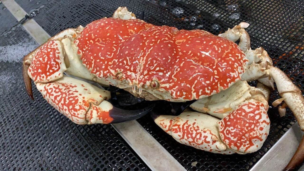 Loại cua khổng lồ muốn mua phải đặt trước, giá bán một con bằng cả chiếc xe máy-2