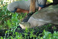 Rùa Hoàn Kiếm ở hồ Đồng Mô qua đời