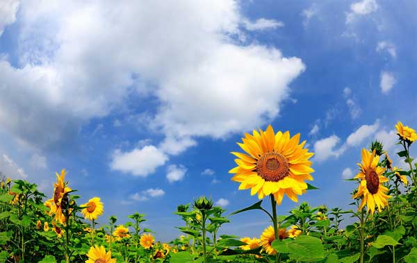 Tử vi ngày 25/4/2023 của 12 cung hoàng đạo: Thiên Bình sáng tạo, Ma Kết tràn đầy năng lượng-3