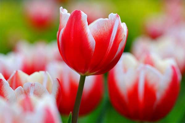 Trẻ sinh vào 5 ngày Âm lịch này, tự lập lại hiểu chuyện, tương lai rộng mở-4