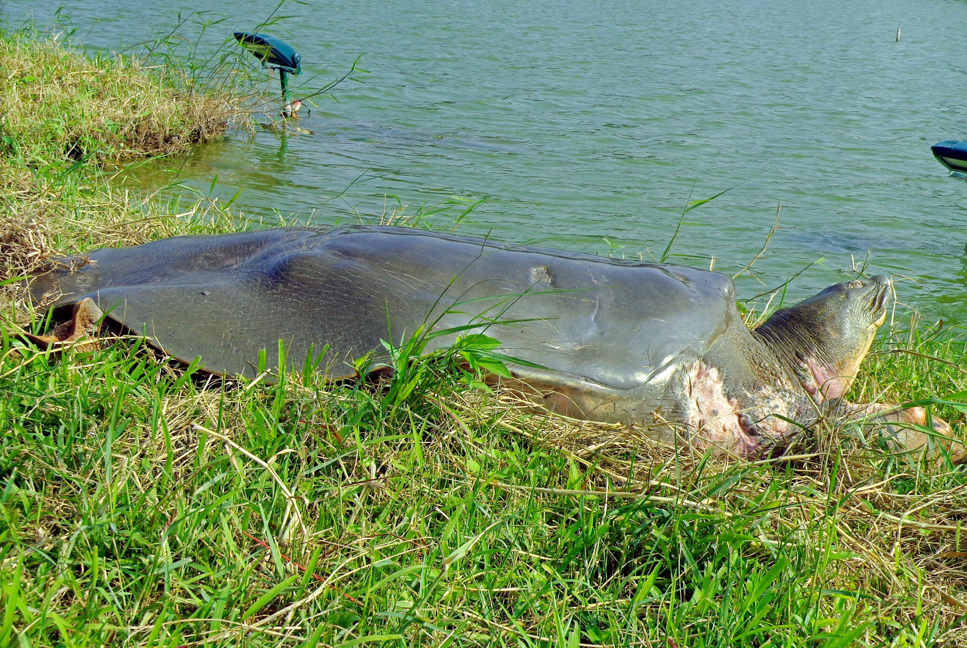 Cá thể rùa 93kg chết ở hồ Đồng Mô có thuộc nhóm cực hiếm rùa Hoàn Kiếm?-2
