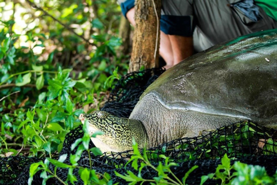 Cá thể rùa 93kg chết ở hồ Đồng Mô có thuộc nhóm cực hiếm rùa Hoàn Kiếm?-1