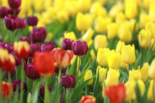 Trẻ sinh vào 5 ngày Âm lịch này, tự lập lại hiểu chuyện, tương lai rộng mở-3