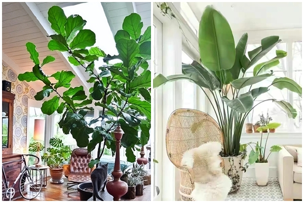 5 cây cảnh rực rỡ, vừa thơm vừa ngon, hái hoa pha trà nấu cháo, càng ăn càng trường thọ-12