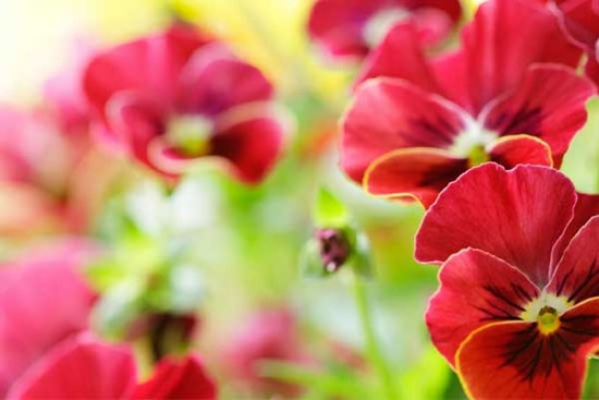 Tử vi ngày 25/4/2023: Tuổi Sửu nhiều điều phiền lòng, tuổi Mão lợi nhuận bất ngờ