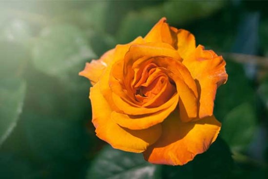 Cuối tháng 4, 3 con giáp nhanh trí, khôn ngoan, vượng khí dồi dào, làm đâu gặt đấy