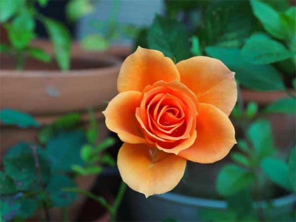 Cuối tháng 4, 3 con giáp nhanh trí, khôn ngoan, vượng khí dồi dào, làm đâu gặt đấy-3