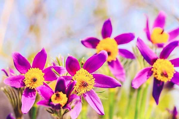 Tử vi ngày 26/4/2023: Tuổi Ngọ dễ gặp sóng gió, tuổi Dậu sớm thu quả ngọt-1