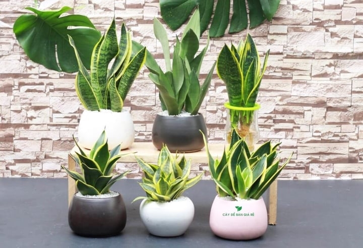 Loại cây phong thủy giúp hút tài lộc, đón bình an bạn nên trồng tại nhà-3