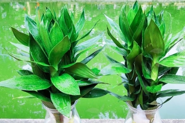 Bật mí những điều đại kỵ trong phong thủy đầu giường cần ghi nhớ!-4