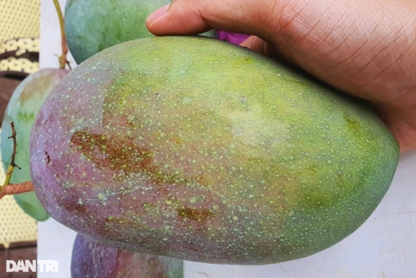 Người đàn ông ở TPHCM bất ngờ phải lọc máu cấp cứu sau khi ăn nửa trái xoài-2