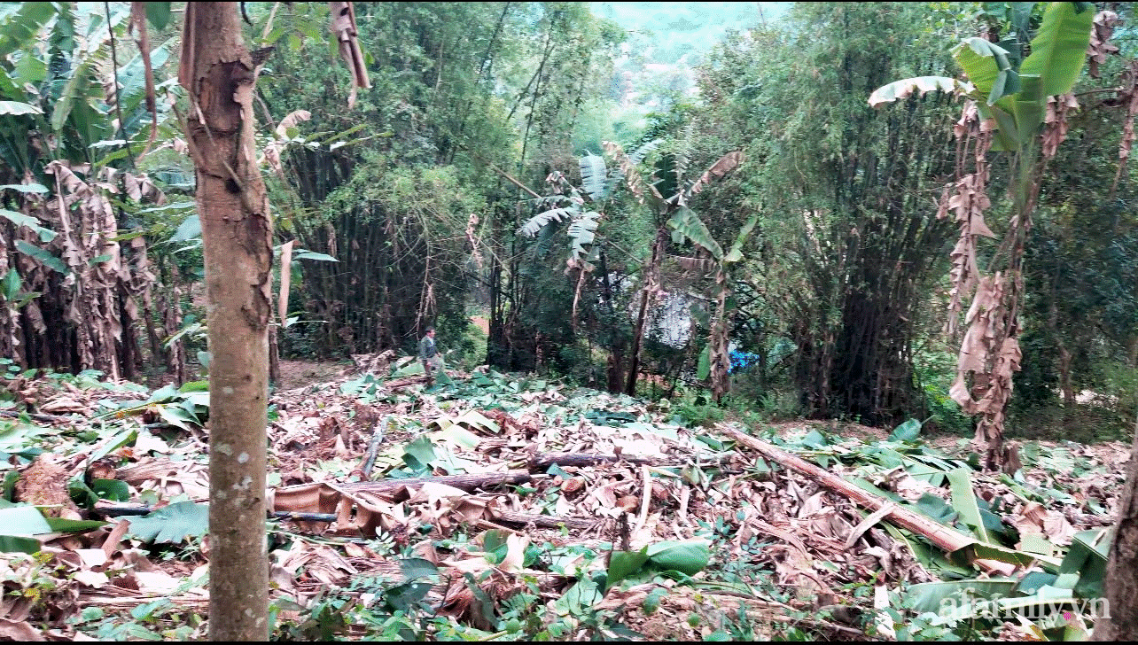 Bỏ phố về quê, cô gái 24 tuổi thực hiện giấc mơ với căn nhà giữa núi rừng Việt Bắc-4