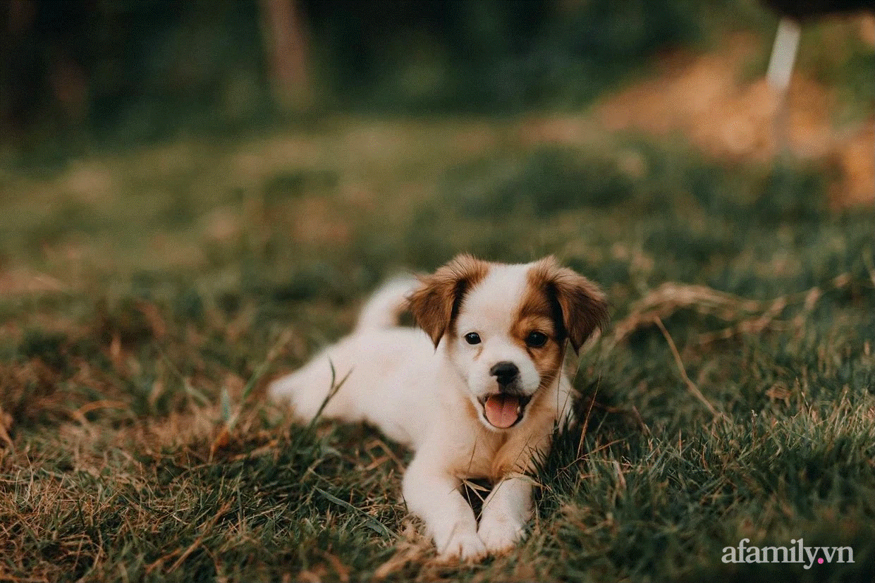 Bỏ phố về quê, cô gái 24 tuổi thực hiện giấc mơ với căn nhà giữa núi rừng Việt Bắc-11