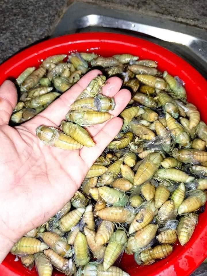 Soi đèn đi bắt con vật này, ngày kiếm nửa triệu đồng ngon ơ-2