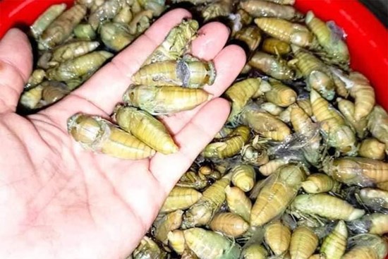 Soi đèn đi bắt con vật này, ngày kiếm nửa triệu đồng ngon ơ