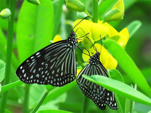 Sinh tháng Âm lịch này nhân duyên tốt đẹp, phong thái quý nhân, sự nghiệp, tiền tài đều vượng-1