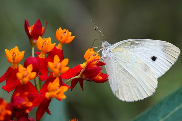 Sinh tháng Âm lịch này nhân duyên tốt đẹp, phong thái quý nhân, sự nghiệp, tiền tài đều vượng-2