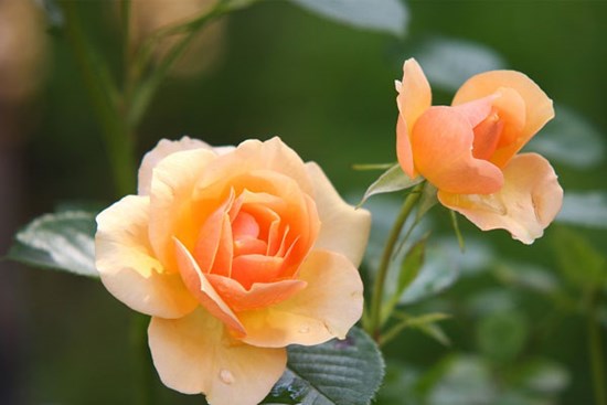 Tử vi ngày 27/4/2023: Tuổi Mùi tìm ra định hướng, tuổi Hợi thành công không ngờ