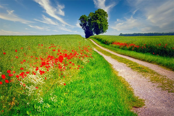 Tháng 3 Âm lịch mưa thuận gió hòa, 4 con giáp mọi việc hanh thông, sự nghiệp suôn sẻ, vô lo vô nghĩ-3