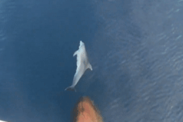 Đàn cá heo 30 con bơi lội trên vùng biển Cô Tô, Quảng Ninh-2