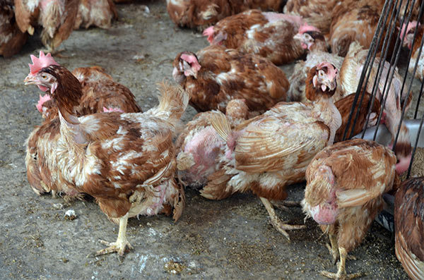 Gà thải loại đi bộ từ Thái Lan, qua Campuchia vào Việt Nam giá siêu rẻ, người chăn nuôi trong nước kêu trời-3