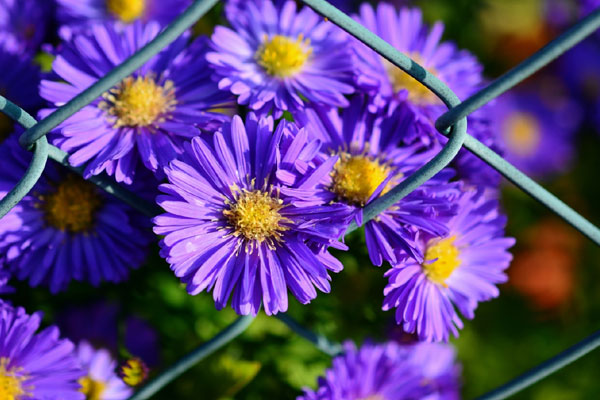 Người sinh vào 5 ngày Âm lịch này, hào phóng, thích kết bạn, cuối đời nhiều của cải-4