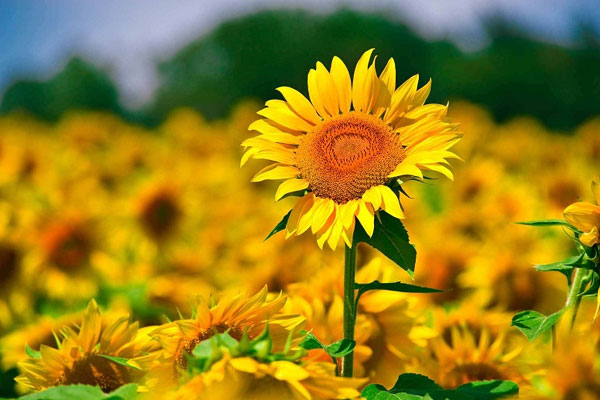 Người sinh vào 5 ngày Âm lịch này, hào phóng, thích kết bạn, cuối đời nhiều của cải-1