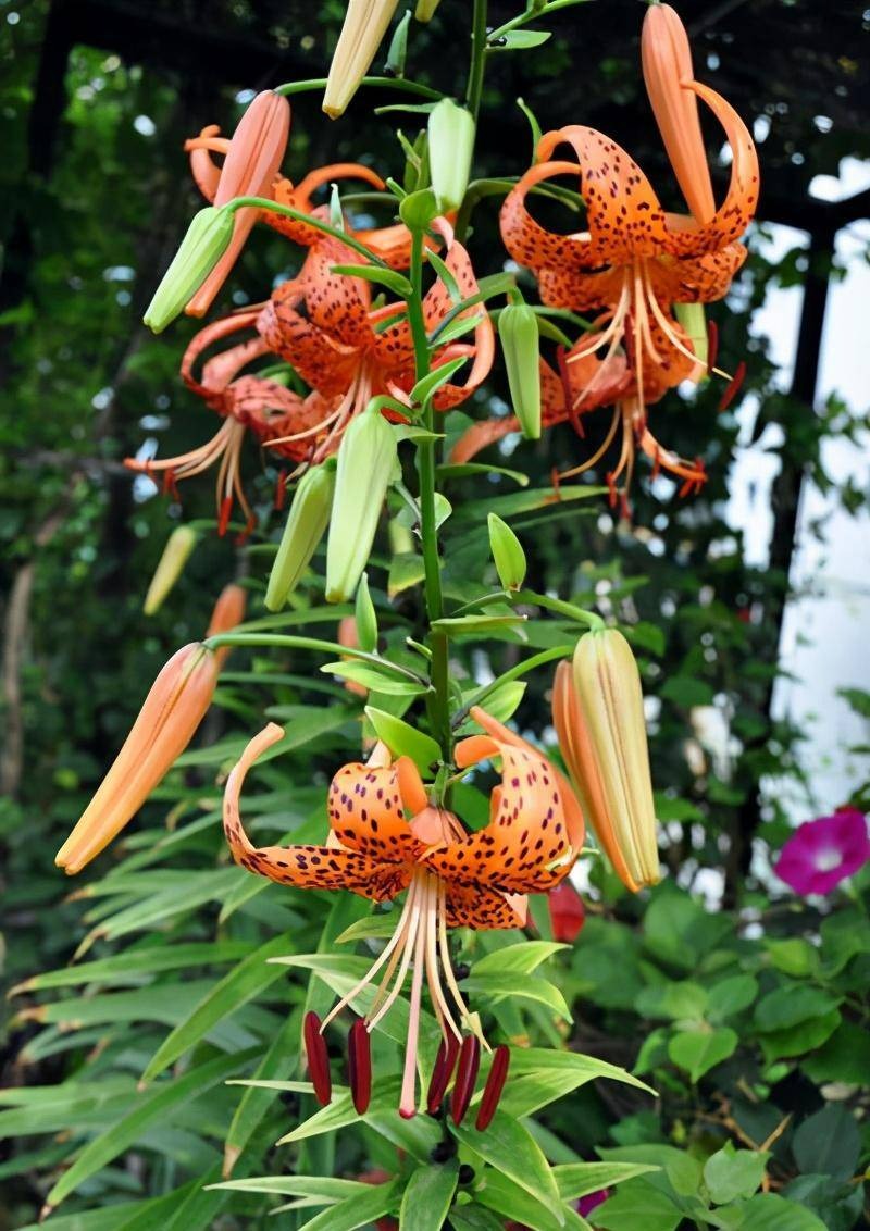 5 cây cảnh rực rỡ, vừa thơm vừa ngon, hái hoa pha trà nấu cháo, càng ăn càng trường thọ-2