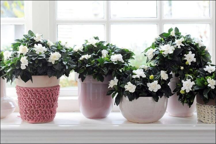5 cây cảnh rực rỡ, vừa thơm vừa ngon, hái hoa pha trà nấu cháo, càng ăn càng trường thọ-4