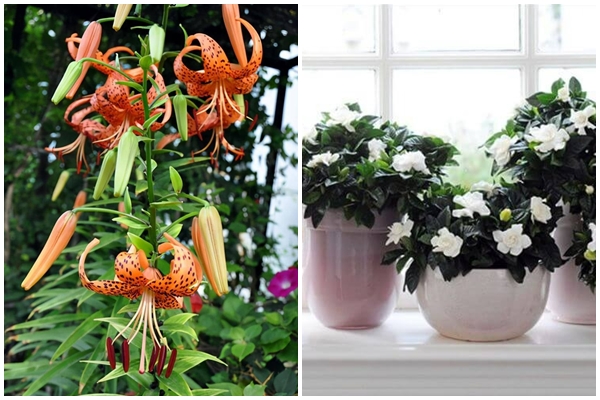 7 cây cảnh rẻ tiền, có thể nhặt ngoài đường, cho vào chậu xịn là có tiểu bonsai đẹp, giá trị-11