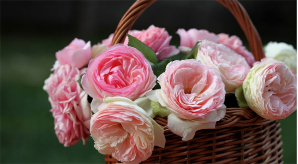 Tử vi ngày 28/4/2023 của 12 cung hoàng đạo: Bạch Dương phát triển công việc, Xử Nữ nóng tính-3